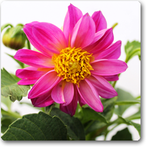 Dahlia (Pink) - Plant ( Buy 1 Get 1 Free )
